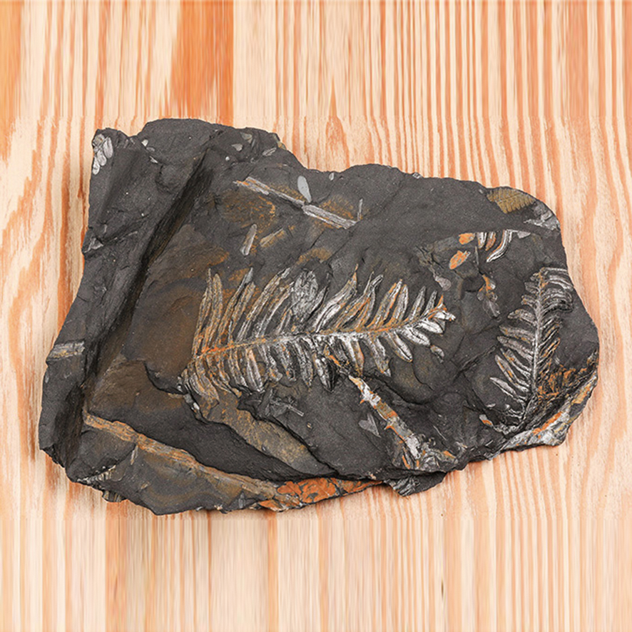 고사리화석(전시용화석)