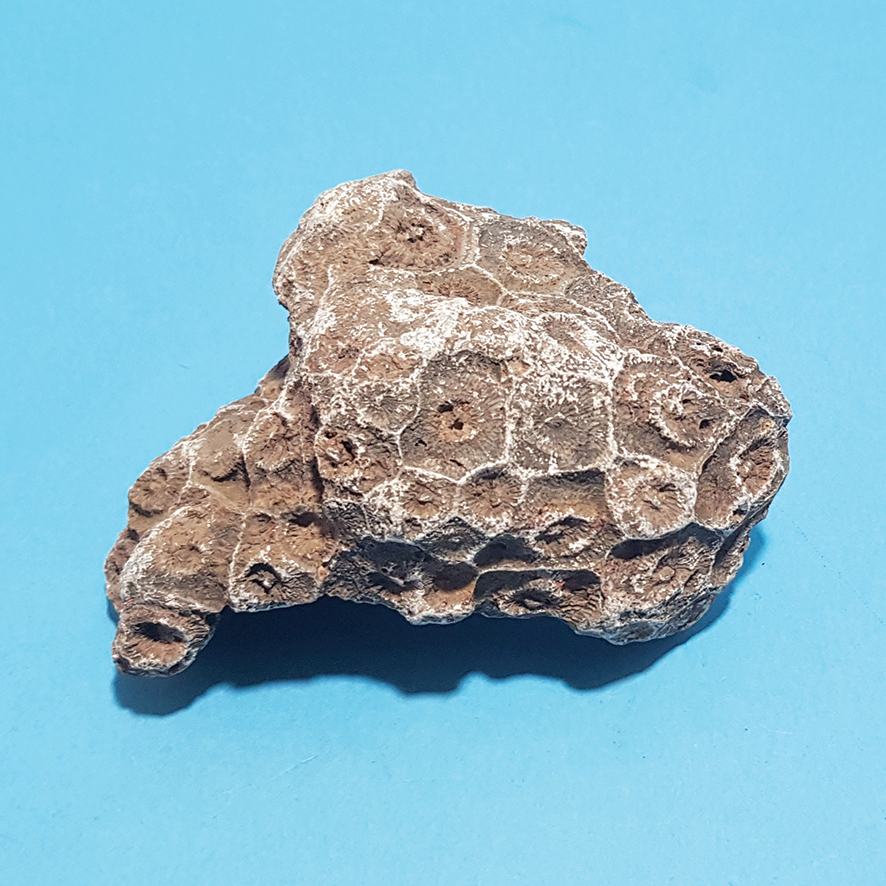 산호화석(실물)