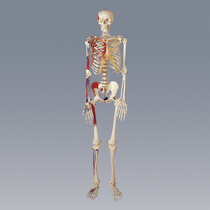 인체골격모형(대형)
