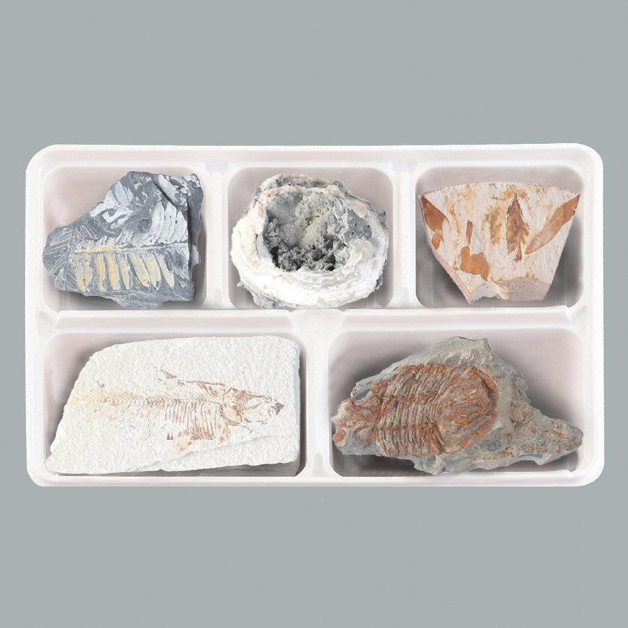 여러가지화석표본(5종세트)