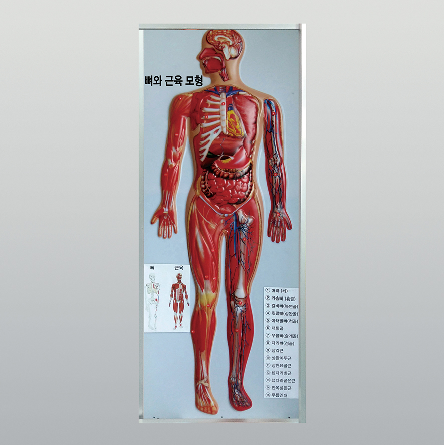 인체 뼈와 근육모형(새교과서용)