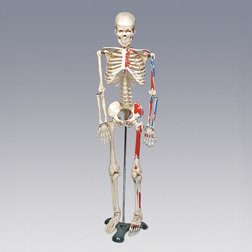 인체골격모형(중형)